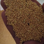 Foxtail millet(કાંગ)