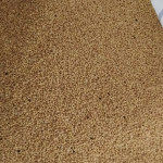 Foxtail millet(કાંગ)