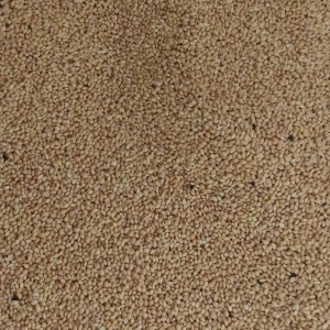 Foxtail millet(કાંગ)