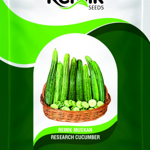 CUCUMBER SEEDS REMIK MUSKAN
