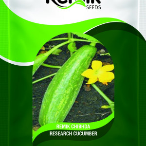 CUCUMBER SEEDS REMIK CHIBHADA