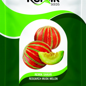MUSK MELON seeds REMIK SAKAR