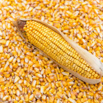 Dry Maize