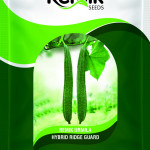 RIGE GOURD REMIK URMILA