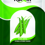SPOUNGGOURD SEEDS REMIK ARPITA