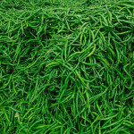 Green Chilli