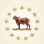 Gir Gau Sanskruti Book In Gujarati By Shri Gopalbhai Sutariya