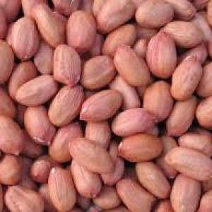 GROUNDNUT SEEDS