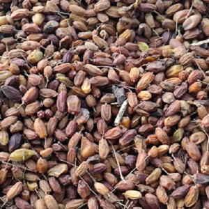 Neem seeds