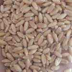 agriculture product's