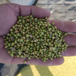 agriculture product's