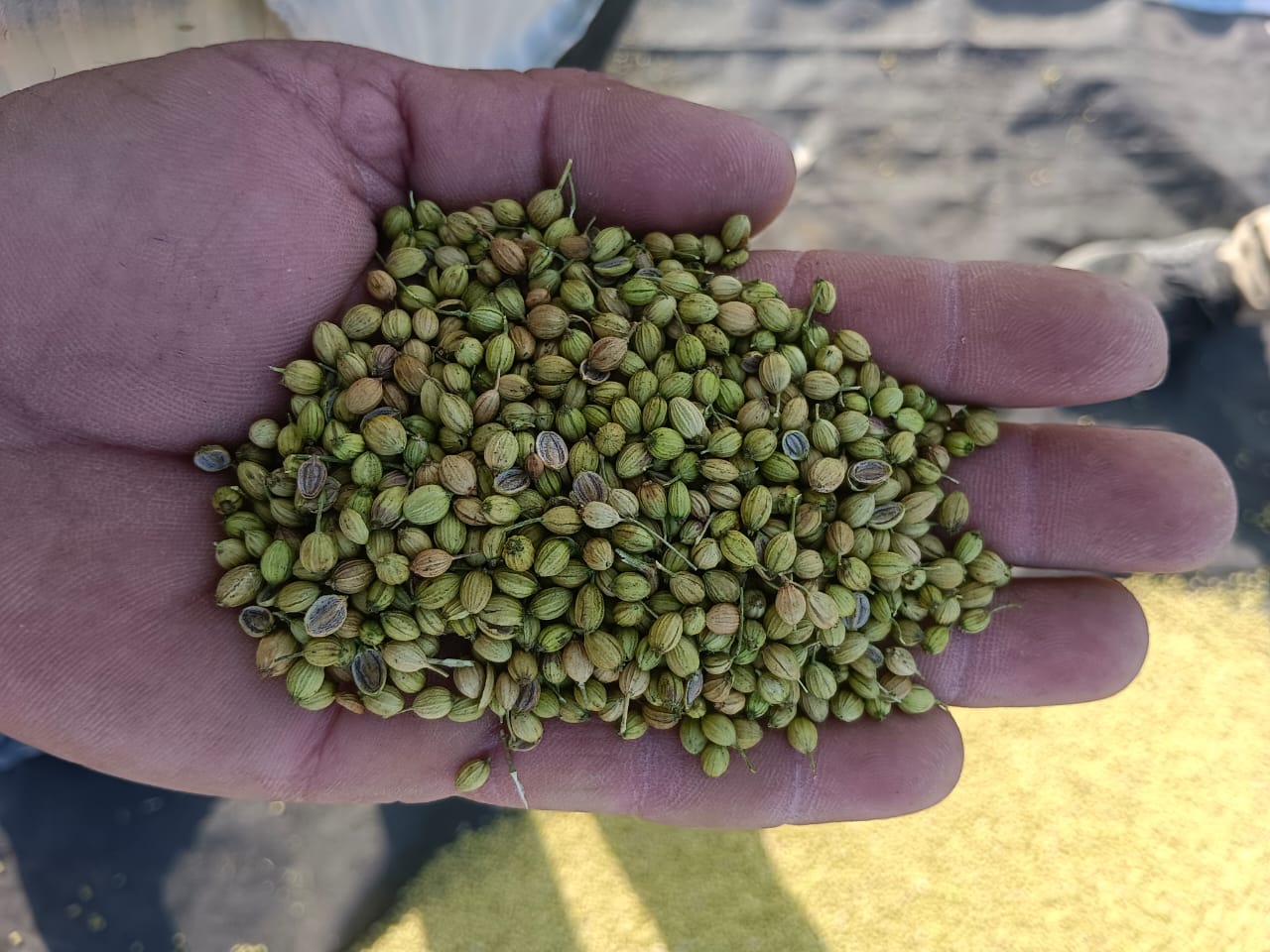 agriculture product's