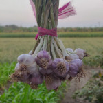 Agriculture products