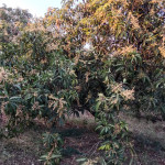 organic mango farming