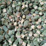 Dehydreted vegetable