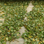 Dehydreted vegetable