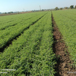 Agriculture products