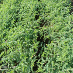 Agriculture products