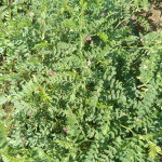 Agriculture products