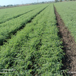 Agriculture products