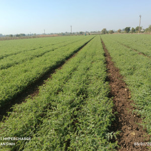 Agriculture products