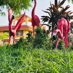 Wellness Mahotsav Package (Lotus Blossom Suite )