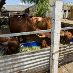 ECO FLORA GIR GAY NU SHUDHH  GHEE