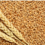 ''Wholesaler'' of a wide range of Wheat seeds, Yellow Corn Maize, Basmati Rice, etc