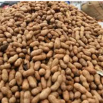 ''Wholesaler'' of a wide range of Wheat seeds, Yellow Corn Maize, Basmati Rice, etc