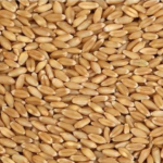 ''Wholesaler'' of a wide range of Wheat seeds, Yellow Corn Maize, Basmati Rice, etc