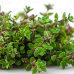 Best range of basmati rice, bay leaf, ginger, saffron, thyme leaves & turmeric finger .