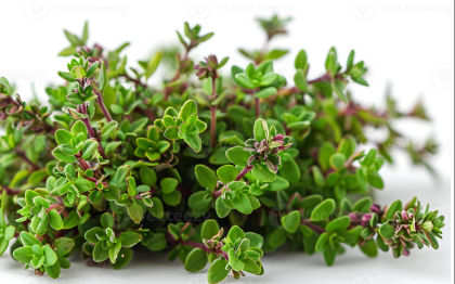 Best range of basmati rice, bay leaf, ginger, saffron, thyme leaves & turmeric finger .