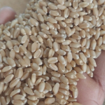 Manufacturer and Processor of cumin seeds.