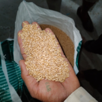 Manufacturer and Processor of cumin seeds.