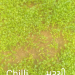 Agriculture products