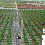 Irrigation System