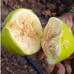 Fig Fruit Items