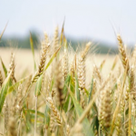 Farming of Agriculture Products