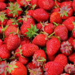 Farming of Agriculture Products