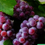 Farming of Agriculture Products