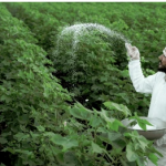 Agriculture fertilizer and crops Technology.