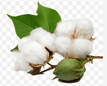 Cotton Seed