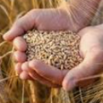 basmati rice, organic wheat, organic millet & wheat