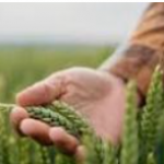 basmati rice, organic wheat, organic millet & wheat