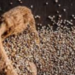 basmati rice, organic wheat, organic millet & wheat