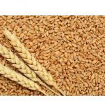 Coriander Seed, Cumin Seed, Organic Wheat Grain, Natural Gram Seed