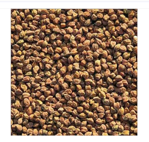 Coriander Seed, Cumin Seed, Organic Wheat Grain, Natural Gram Seed