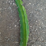 Manufacturer of Dragon Fruit Plant.