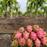 Manufacturer of Dragon Fruit Plant.