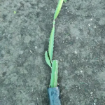 Manufacturer of Dragon Fruit Plant.